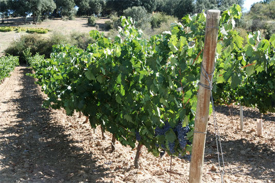 Bodegas Francisco Casas D.O. Toro