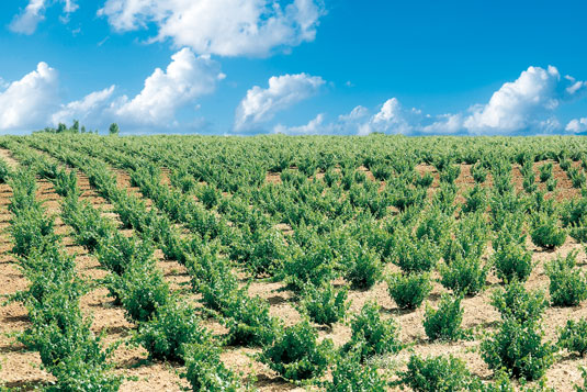 Bodegas Francisco Casas D.O. Toro